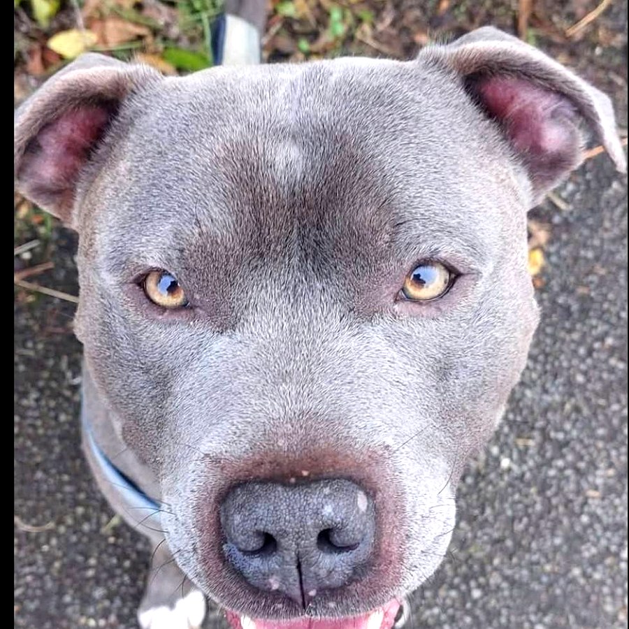 Happy dog from Lizzy Leads