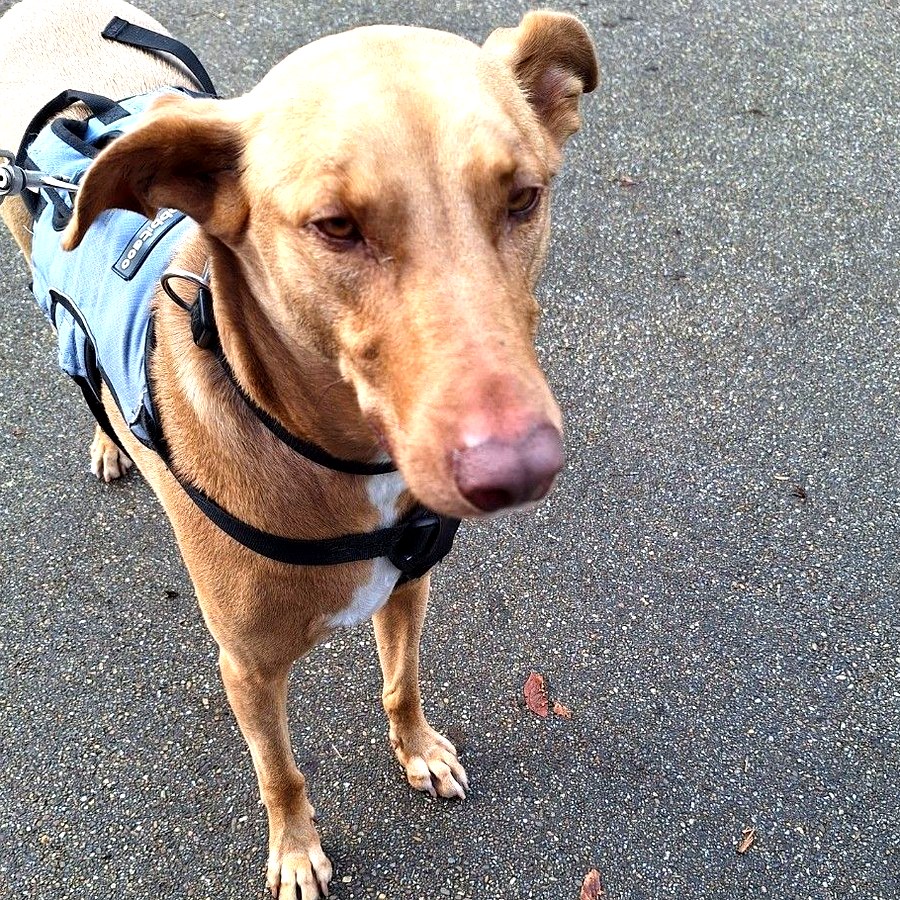 Happy dog from Lizzy Leads
