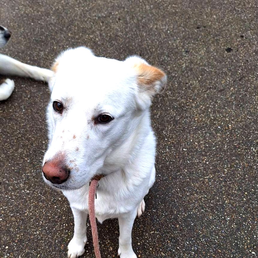 Happy dog from Lizzy Leads